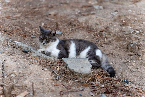 Homeless black and white cat lying on the ground in Limassol, Cyprus. Street scene near the promenade and the cat shelter.
