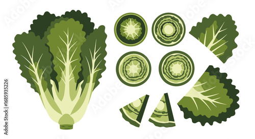 Graphic depiction of napa cabbage with sliced pieces for diverse culinary use