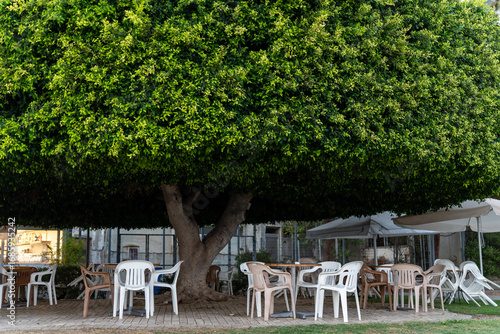 Large spreading tree with plastic chairs and tables underneath in Limassol, Cyprus. Outdoor scene in a park on the seaside promenade.
