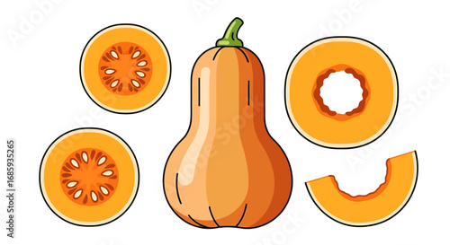 Vibrant butternut squash illustration with sliced arrangements on clean