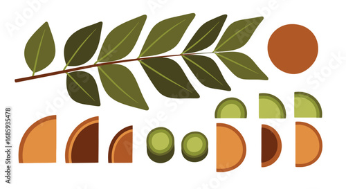 Botanical arrangement, stylized leaf branch with citrus fruit, halves and