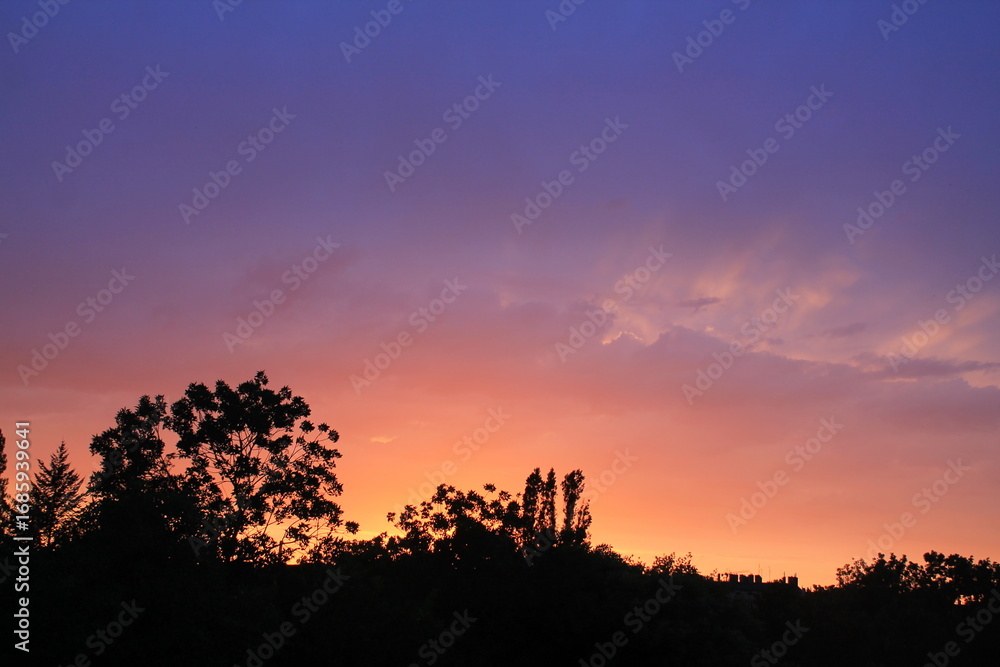 Naklejka premium sunset in the forest