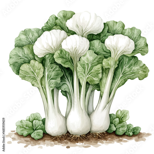 Bok Choy, watercolor illustration vector, isolated on a white background.