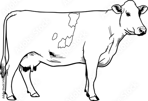 dairy cow engraving black and white outline