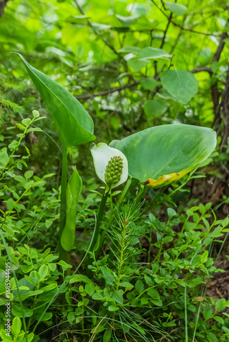  Elegant Arum Flower Amidst Verdant Greens