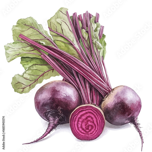 Beetroot, watercolor clipart vector, isolated on a white background.