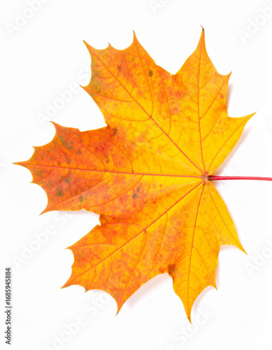 Wallpaper Mural Vibrant Yellow-Orange Maple Leaf with Red Stem, Isolated on Pure White, Capturing Autumns Essence. Torontodigital.ca