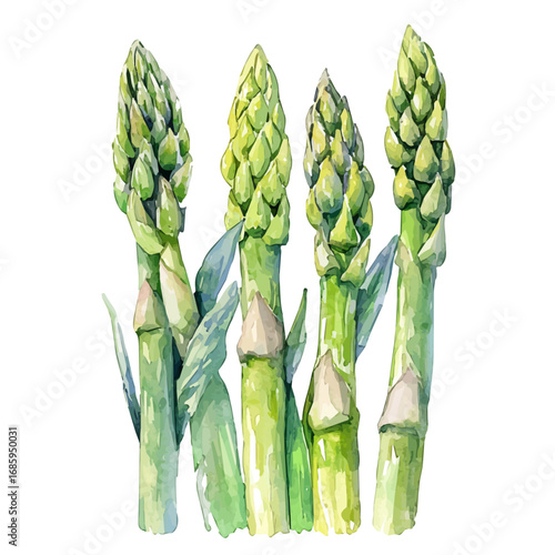 Asparagus, watercolor clipart vector, isolated on a white background.