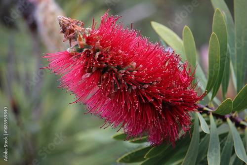 Vászonkép Close-up of a vibrant red bottlebrush flower (Callistemon) with green leaves in