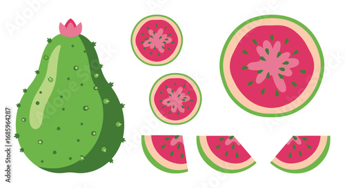 Illustrated pitaya collection showcasing whole fruit, slices and cross sections