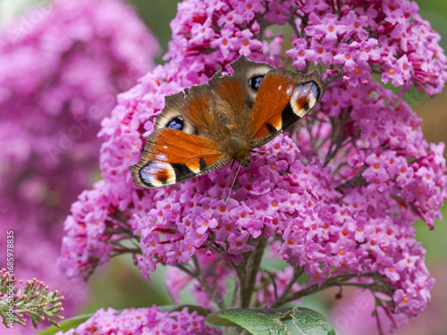 A top view of a Peacock butterfly, Aglais io, facing down, on a flower head of a Buddleia plant.