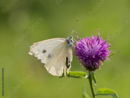 A Small White, Pieris rapae, butterfly feeding on a Knapweed flower, against an out of focus green background.