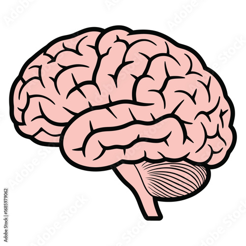 Human Brain Anatomy A Detailed Side View Illustration