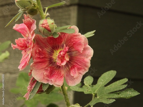 Holloyhock (Alcea) pink garden flower with extra petals in Montana