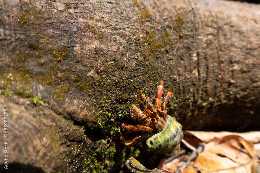 Obraz premium Strawberry or Red-Spotted Hermit Crab