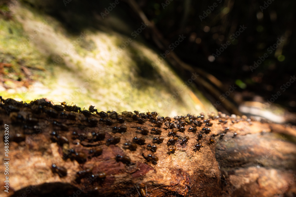 Obraz premium Swarming termites, Borneo