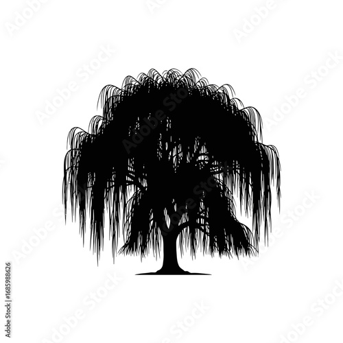 Weeping willow tree silhouette isolated on white background