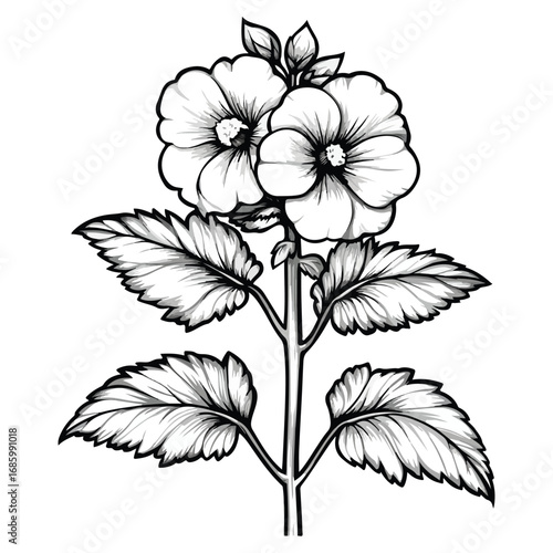 vector illustration of a flower