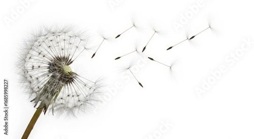 Wallpaper Mural Dandelion seed head with seeds blowing away in the wind, isolated on white background Torontodigital.ca