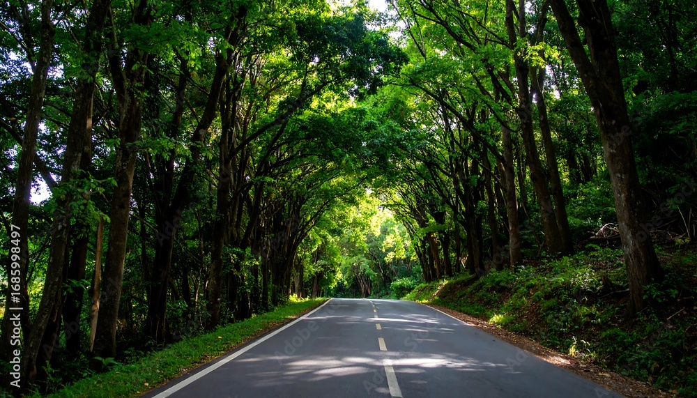Obraz premium Sunlit road through lush green canopy