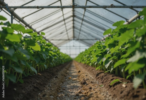 Systematic greenhouse apparatus in a crop production area with lush greenery
