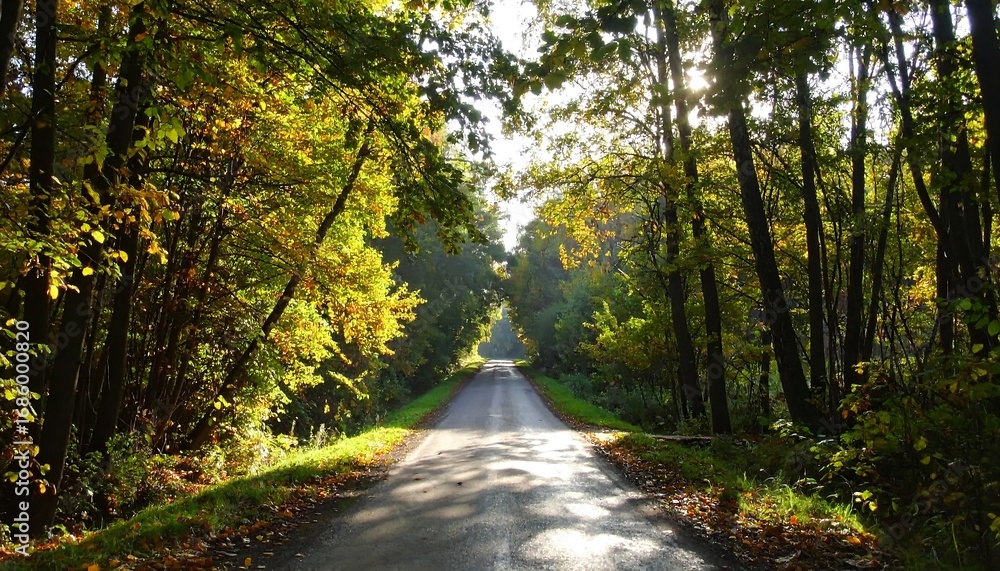 Fototapeta premium Sunny forest road