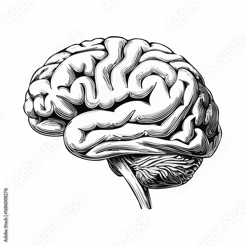 Detailed illustration of the human brain, showcasing its intricate structure and cerebral cortex, a symbol of intelligence and cognition