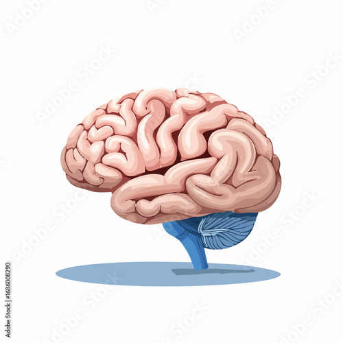 Detailed anatomical illustration of the human brain, representing intelligence, thought, and cognitive function, vital for mental health and neural processes
