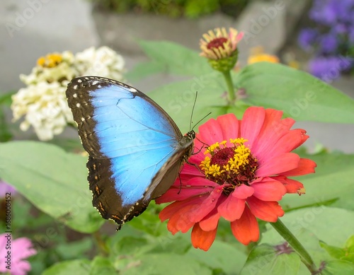 Vibrant blue butterfly on a red flower