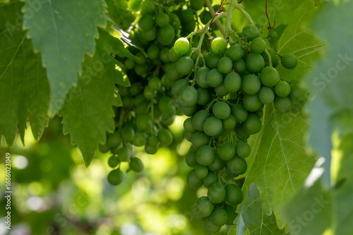 Wallpaper Mural A cluster of the vibrant, lush green color vine of sour green wine seedless grapes growing and hanging on a fruit plant. The grape leaves on the plant are smooth and large in size, with toothed edges. Torontodigital.ca