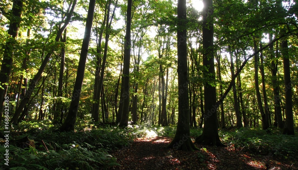 Obraz premium Sunlight filtering through a dense forest (2)