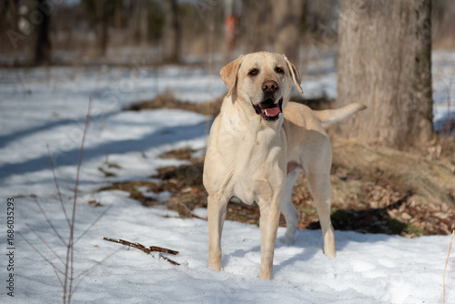 Beautiful and happy looking Labrador dog walking in a snowy forest during spring time