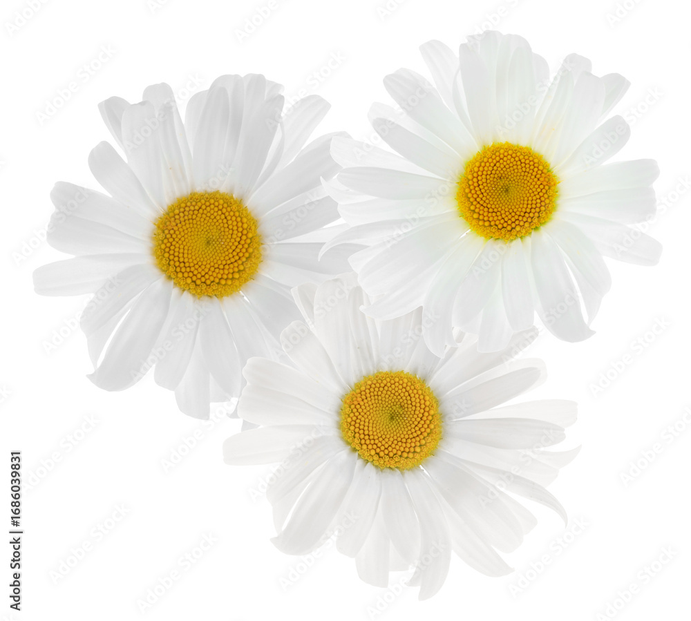 Obraz premium Beautiful fresh chamomile flowers isolated on white
