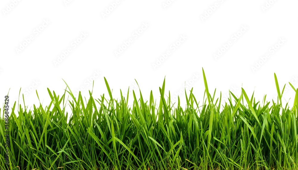 Fototapeta premium Lush green grass blades form a horizontal line against a pure white background.