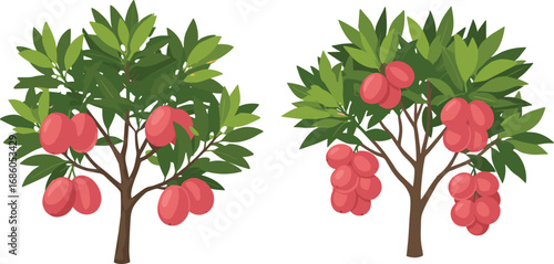 Two fruit trees with green foliage, red and pink fruits, agricultural yield comparison, botanical illustration, farm harvest concept, educational nature graphic