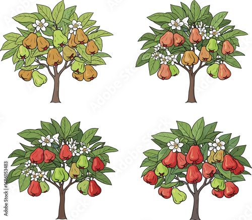 Cashew tree illustration, fruit ripening stages, botanical drawing, tropical agriculture, farming concept, educational plant diagram, harvest season, organic food, nature, horticulture