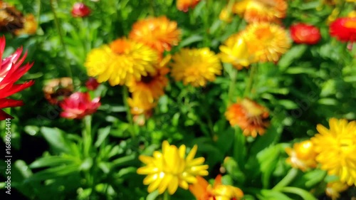 Xerochrysum bracteatum, commonly known as the golden everlasting or strawflower