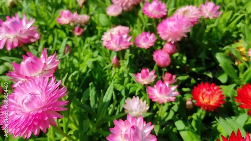 Xerochrysum bracteatum, commonly known as the golden everlasting or strawflower