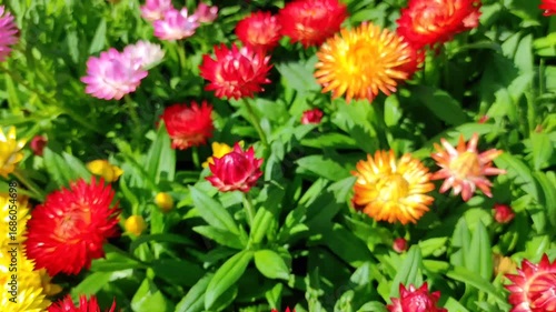 Xerochrysum bracteatum, commonly known as the golden everlasting or strawflower
