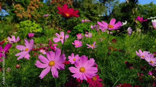 Cosmos bipinnatus, commonly called garden cosmos or Mexican aster, is a medium-sized flowering herbaceous plant in the daisy family Asteraceae.