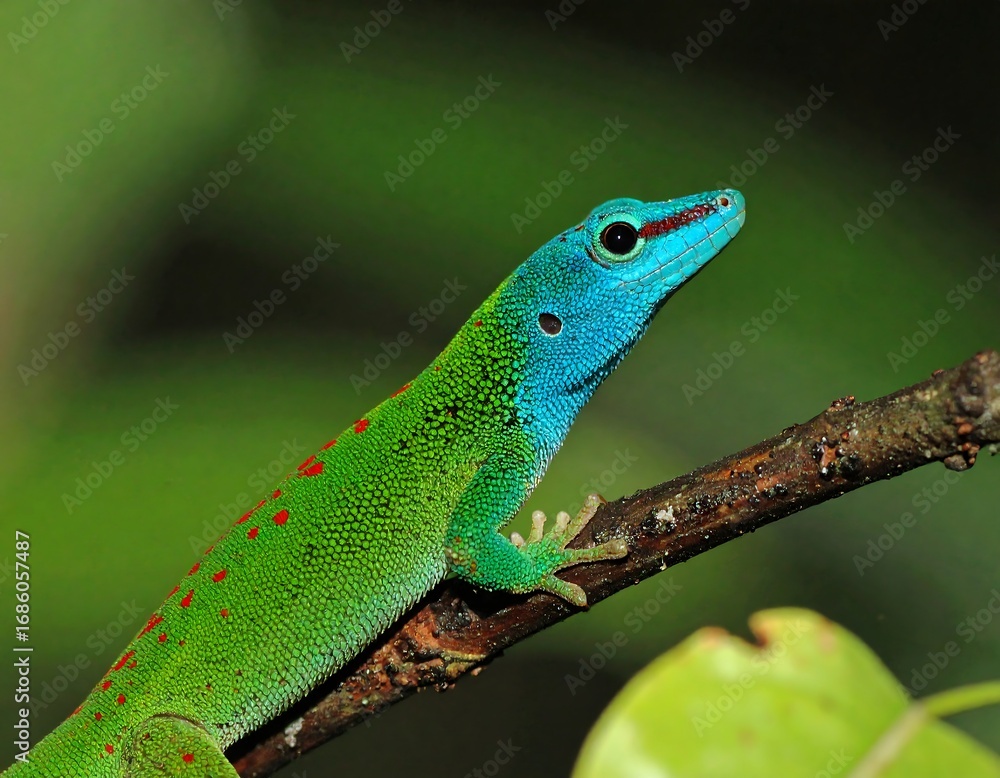 Fototapeta premium Vibrant gecko on branch