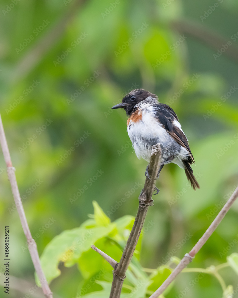 Fototapeta premium Close up view of Common Stonechat bird also known as Saxicola torquatus native to East Africa.