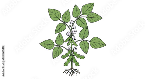 Detailed Botanical Illustration of a Soy Plant with its Roots, Foliage, Flowers, and Bean Pods on a Pure White Background