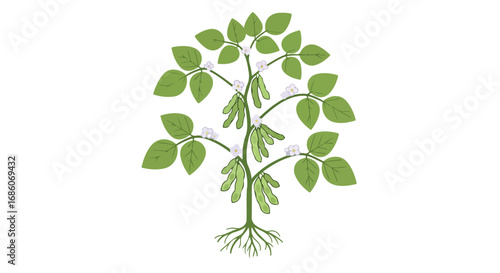 Stylized soybean plant illustration depicting growth phases with leaves, flowers, and pods against a clear background