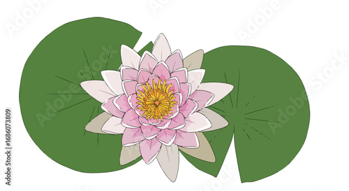 Elegant water lily blossom with round green pads, hand-drawn illustration blooming in soft pink and cream hues for peaceful and serene botanical art