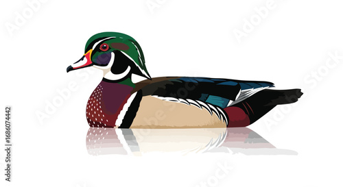 Vibrant Wood Duck Illustration Featuring Detailed Plumage on a Clean White Background with Reflection