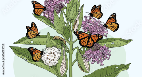 Captivating Monarch Butterflies Sipping Nectar on Milkweed Blooms Illustration Depicting Nature's Beauty