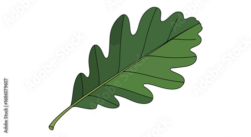 Stylized Green Oak Leaf Depiction Emphasizing Veins and Lobed Margin on White Background