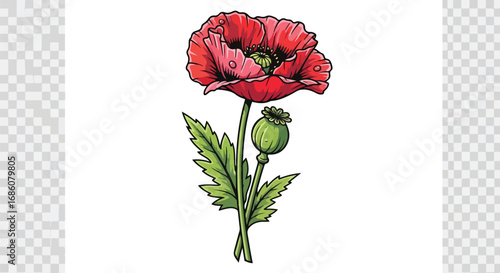 Detailed botanical illustration of a vivid red poppy flower with stem and seed pod on a transparent backdrop