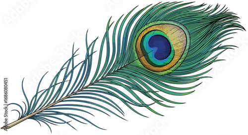 Detailed illustration of a vibrant peacock feather showcasing intricate eye pattern and fine feather details in a colorful artistic style suitable